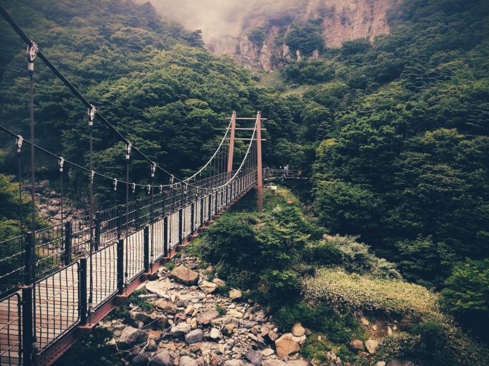 Bringe in Jeju island forest, South Korea.