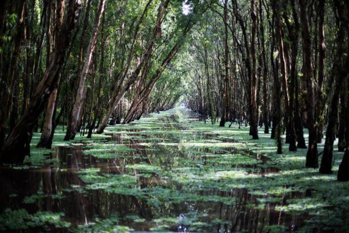 beautiful ride on the Tra Su floating forest.