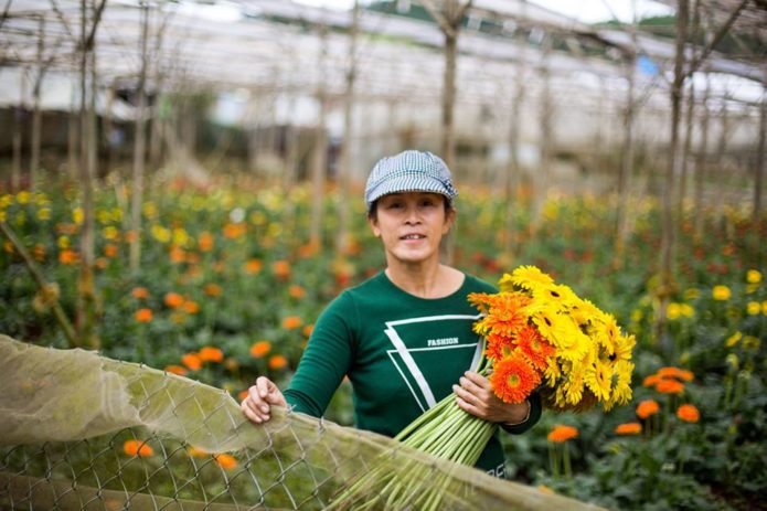 A beautiful flower farm in the Dalat countryside.