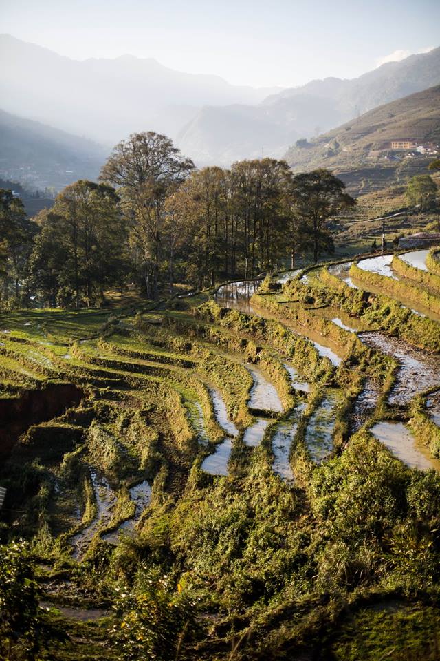 Terraced fields, Sapa, Vietnam.