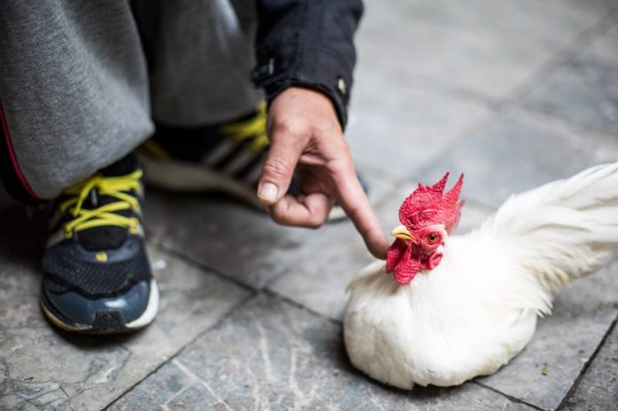 Live Chicken, old quarter, Hanoi, Vietnam.