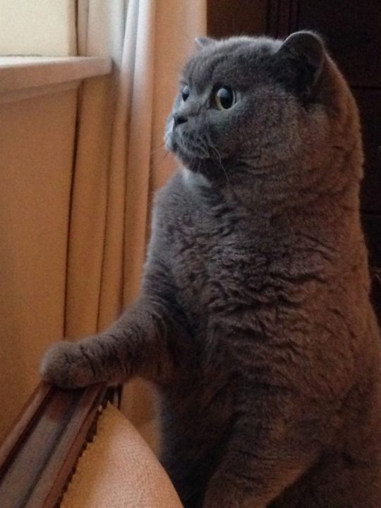 Phoebe the lookout cat