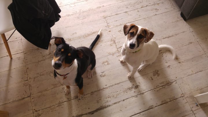 Frida and Eira twinning