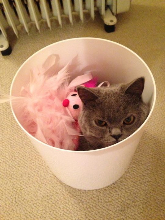 Hide and seek with Phoebe