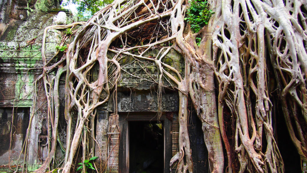 Overgron ruins Angkor Wat, Tha Phrom, Cambodia