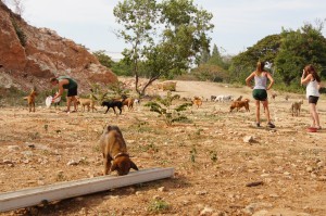 An-area-where-one-of-the-main-dog-packs-lives-punctuated-with-the-site-of-volunteers-on-a-feeding-run