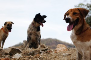 Thai Dogs