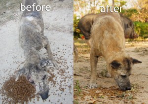 He-was-suffering-from-sever-mange-but-made-a-full-and-excellent-recovery