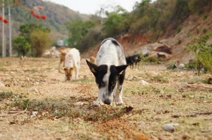 Food-is-laid-out-in-a-long-straight-line-along-the-ground-to-avoid-dogs-getting-into-fights