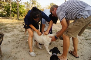 Guerilla-vacinations.-These-jabs-happen-every-day-and-were-treating-almost-100-animals-at-any-given-time