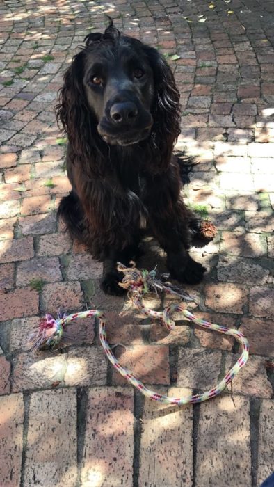 Benji looking for a game of tug of war