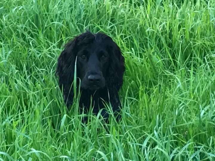 Benji in the grasslands