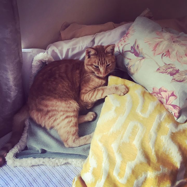 Borris having some downtime after a long day of sass