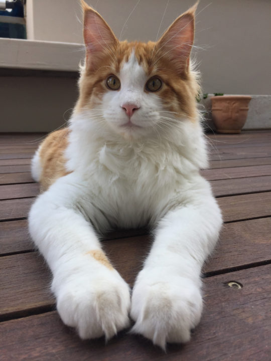 Rupert the Magnificent