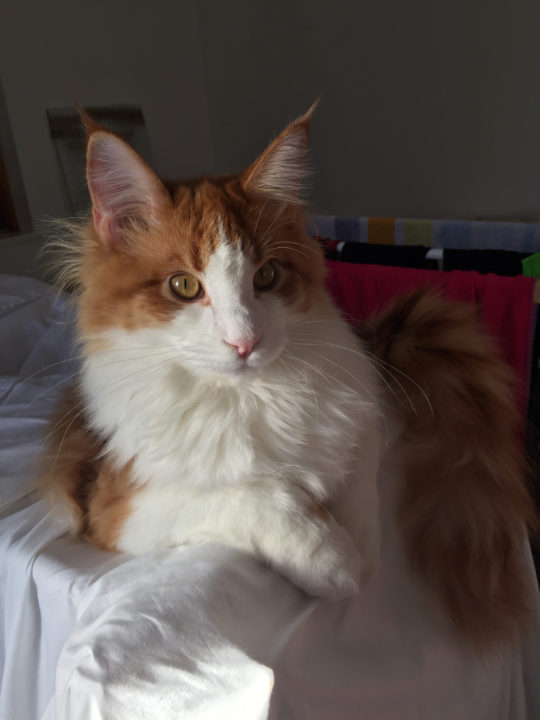 Rupert the boss cat
