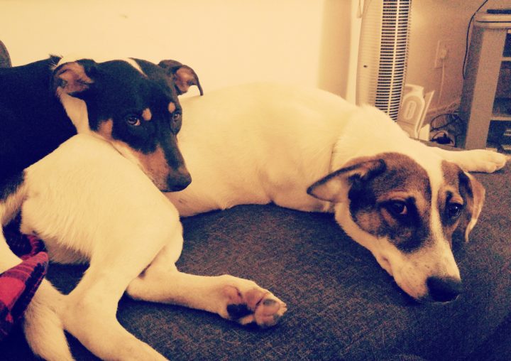 Cuddle buddies