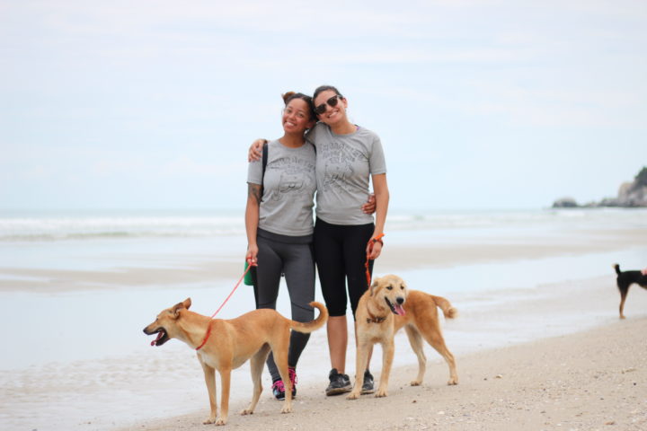 Walking rescue dogs on the beach in Thailand