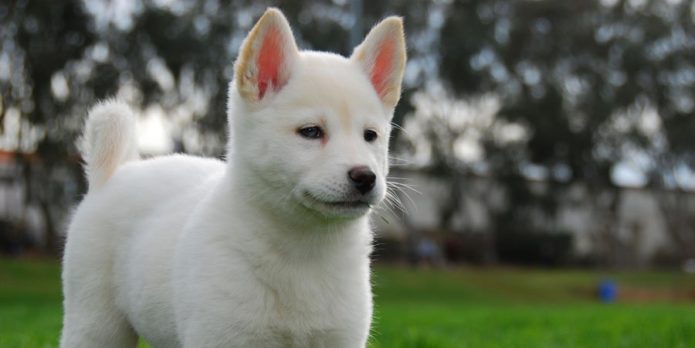 Jindo-dog-breed, South Korea.