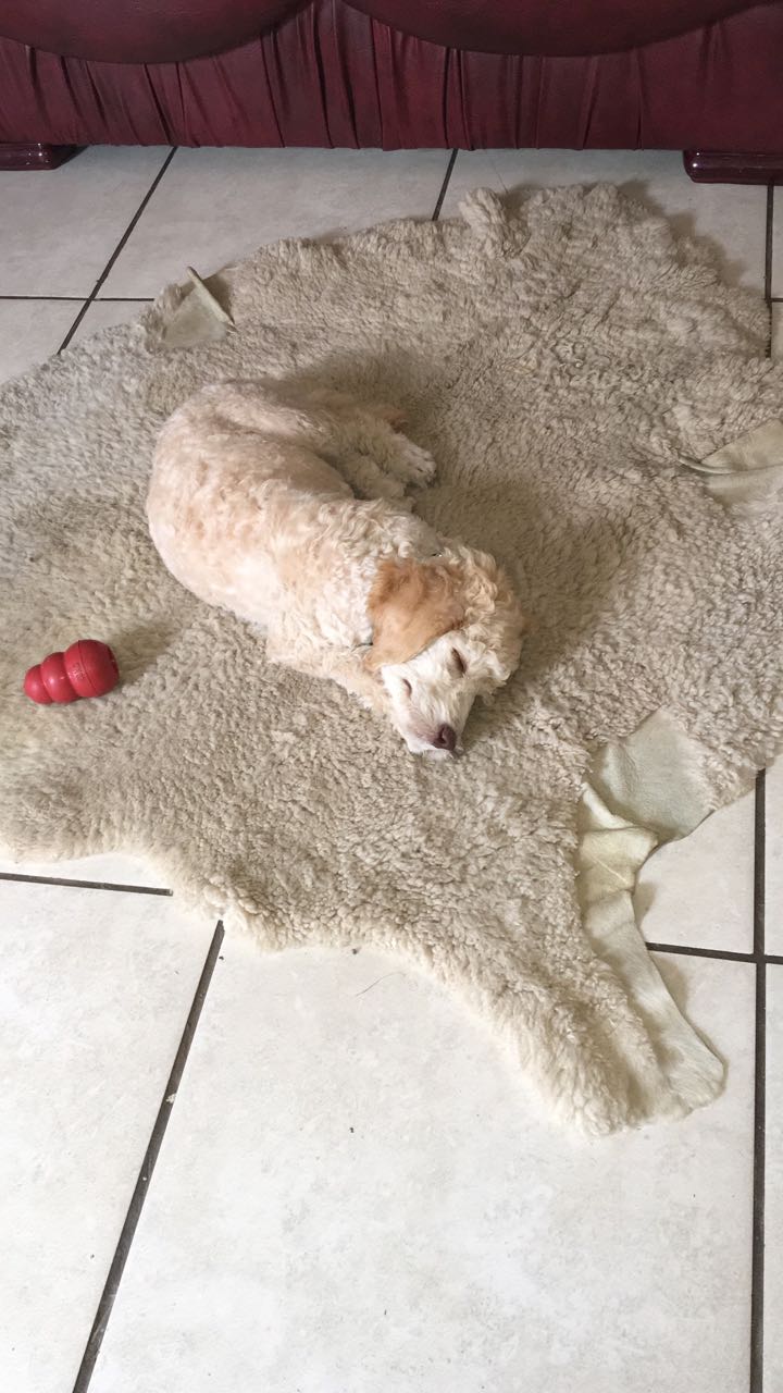 Leja taking a nap on her sheepskin