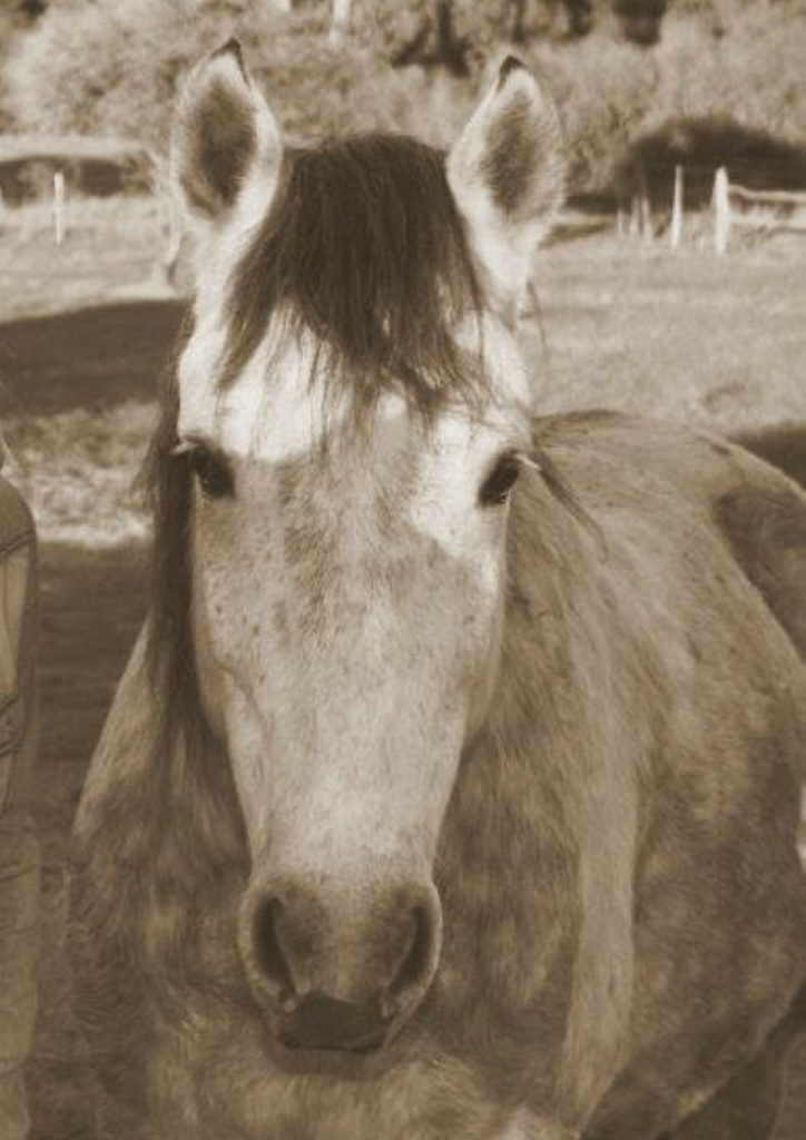 Roscoe the Nooigedachter horse