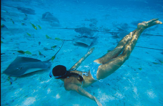 Hin Daeng is one of the top 5 diving spots in Thailand