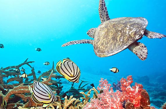 The Surin Islands lies to the north of the Similan Islands in Thailand and is home to beach gypseys