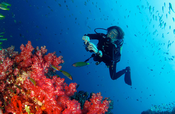 Richelieu Rock is known as "whale shark territory" to diving enthusiasts around Thailand