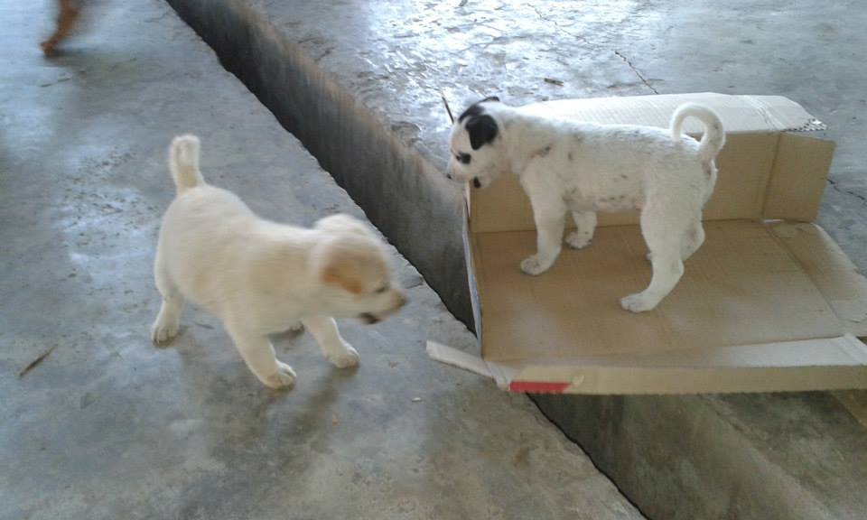 Jon discovers stray puppies abandoned in Thailand