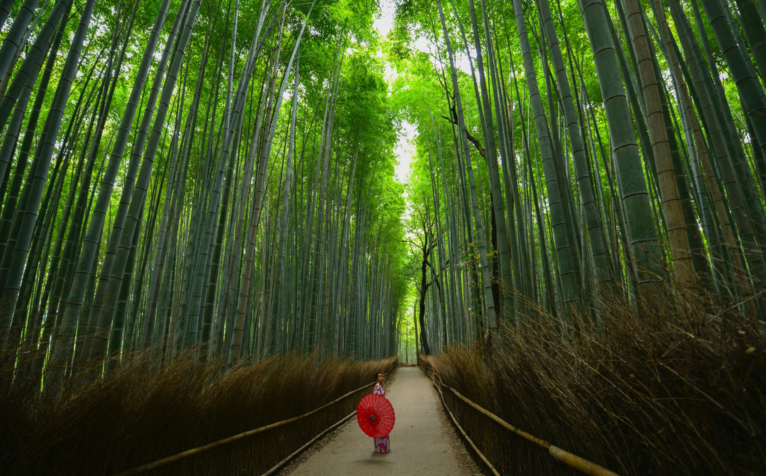 japanese bamboo forest
