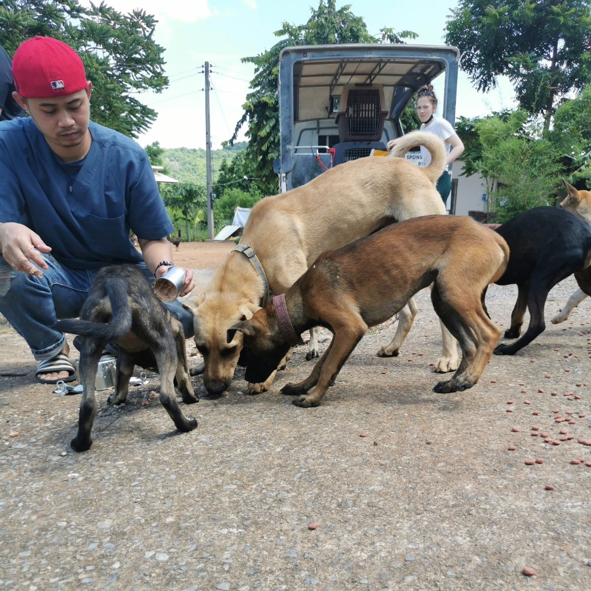 Take part in regular feeding runs in the nearby villages. This helps us attend to any healthcare needs for the stray dogs and cats. 