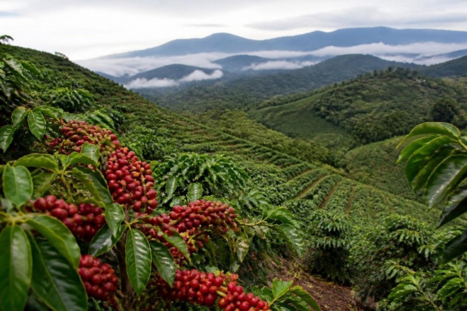 Orientation week in San Ramón includes Spanish lessons, a cooking class and a visit to a coffee plantation.