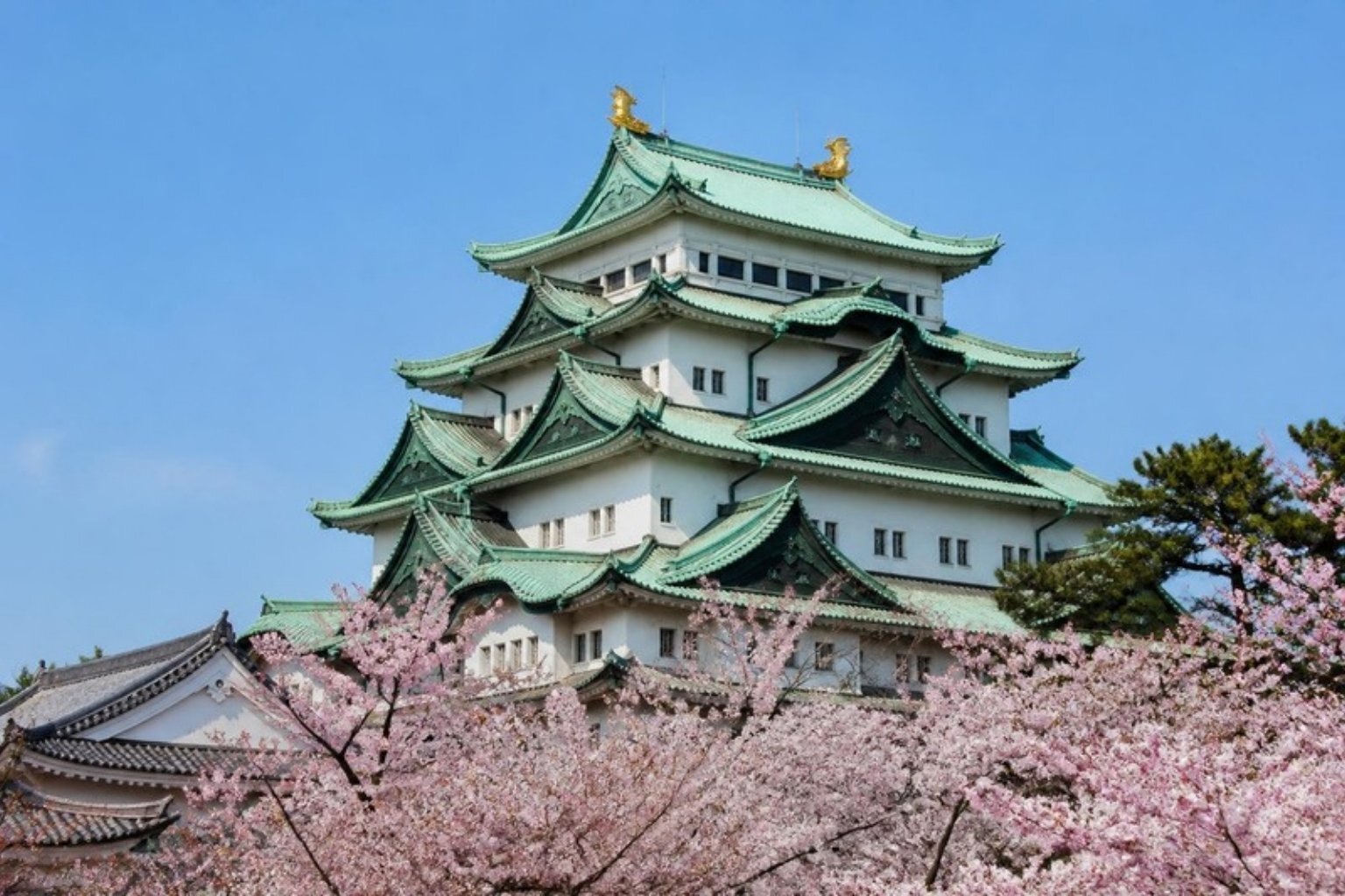 Visit Nagoya Castle and the Tokugawa Art Museum as part of your introduction to Japanese history and culture.