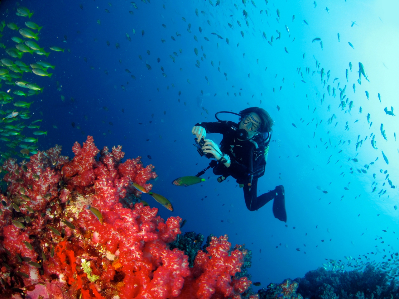 Top 5 Diving Spots in Thailand