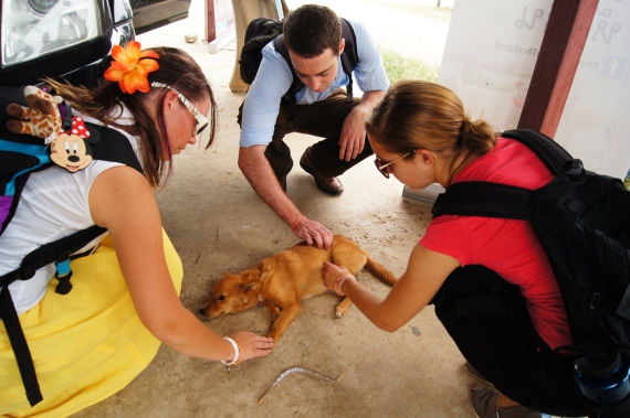 Rescue Paws cares for and rehabilitates the injured street dogs of Hua Hin 