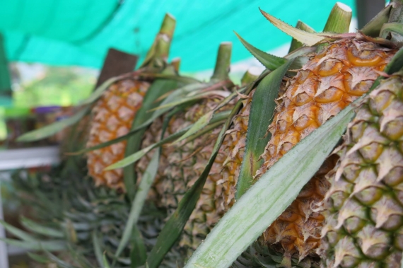 Some of the juiciest and freshest pineapples you will ever come across 