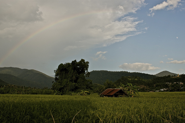 rice paddies in Northern Thailand