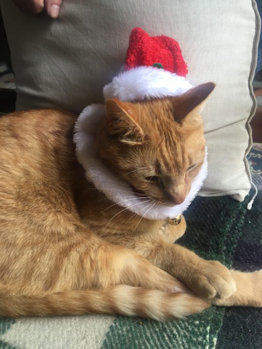 Borris the Christmas Cat