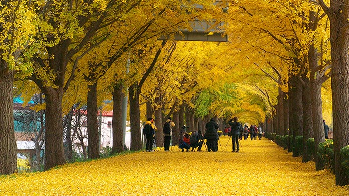 The Asan Gingko Tree Road is lined with towering trees, the leaves of which turn a golden yellow in the fall.