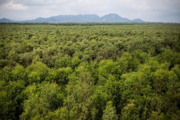 View looking down on the Tra Su Forest.