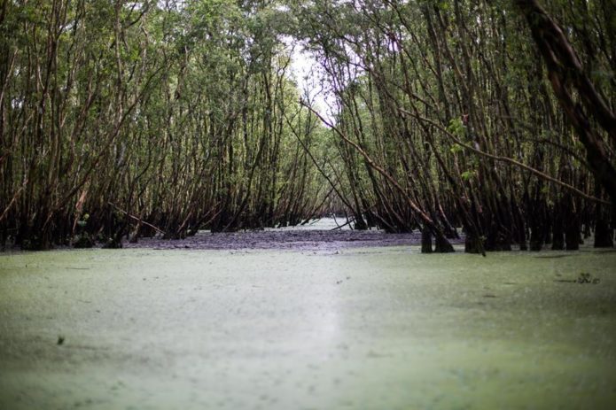 Gorgeous views of the Tra Su Forest.