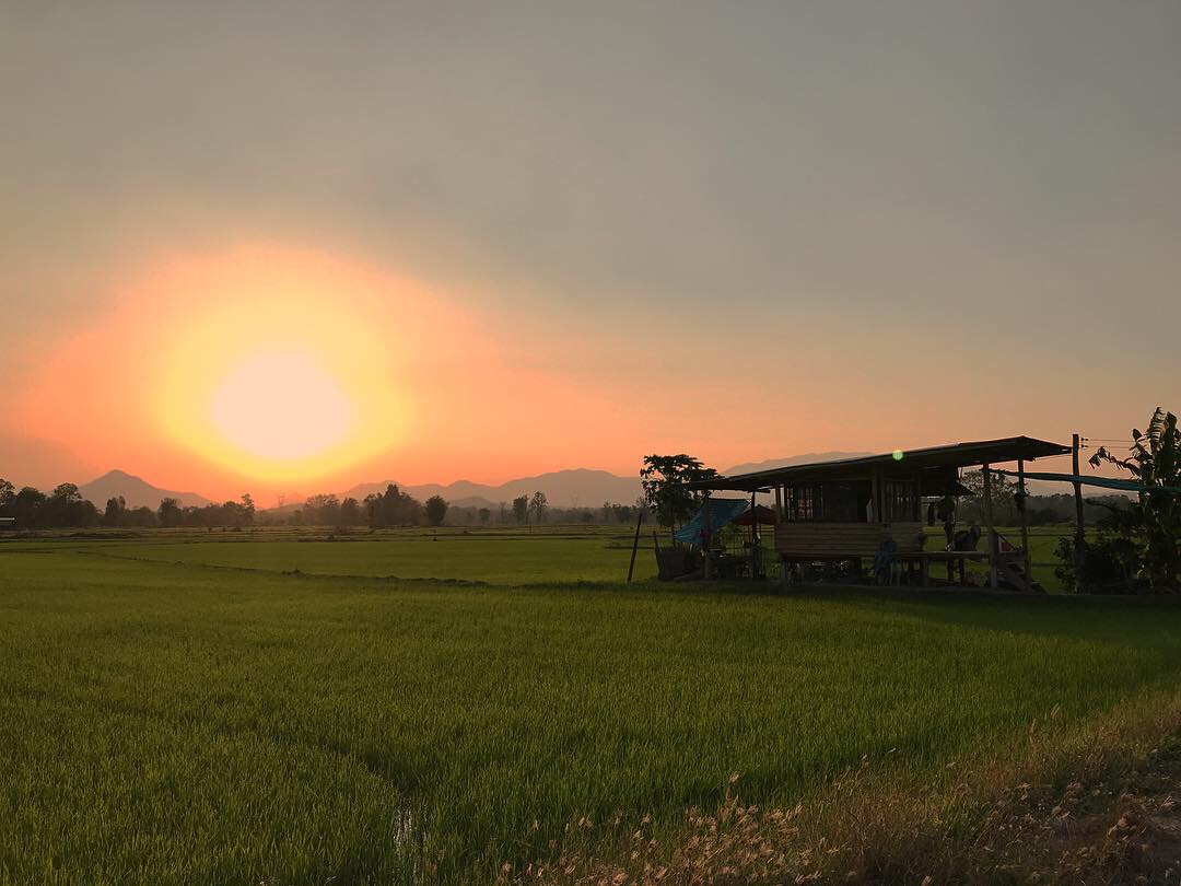 rice paddy sunset