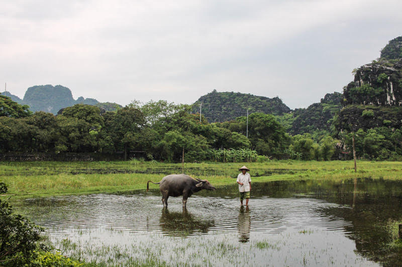 man leading a water buffalo through a flooded rice field in Ninh Binh