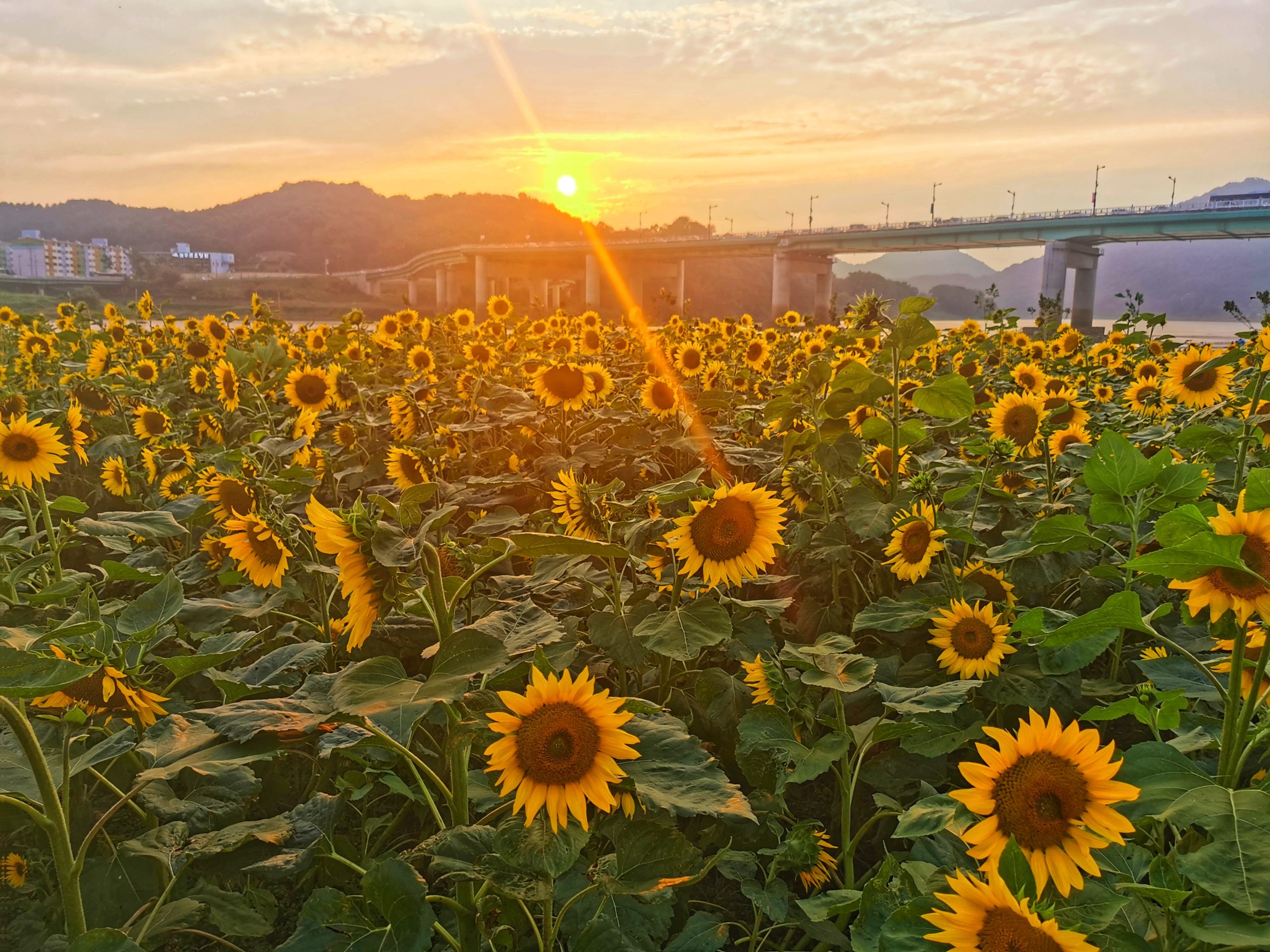 sunflowers and south korea sunset