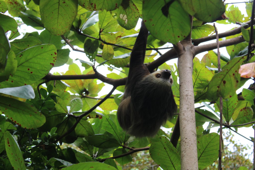 sloth climbs through trees